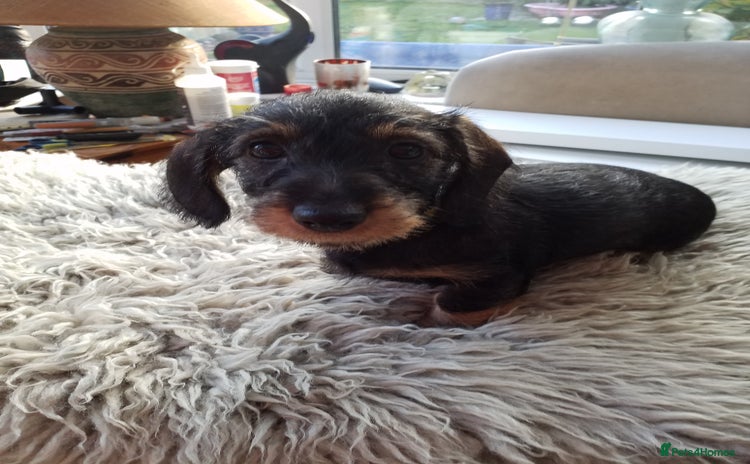 Miniature Dachshund dogs - Advert 15