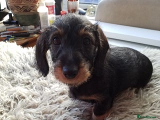 Miniature Dachshund dogs - Advert 4