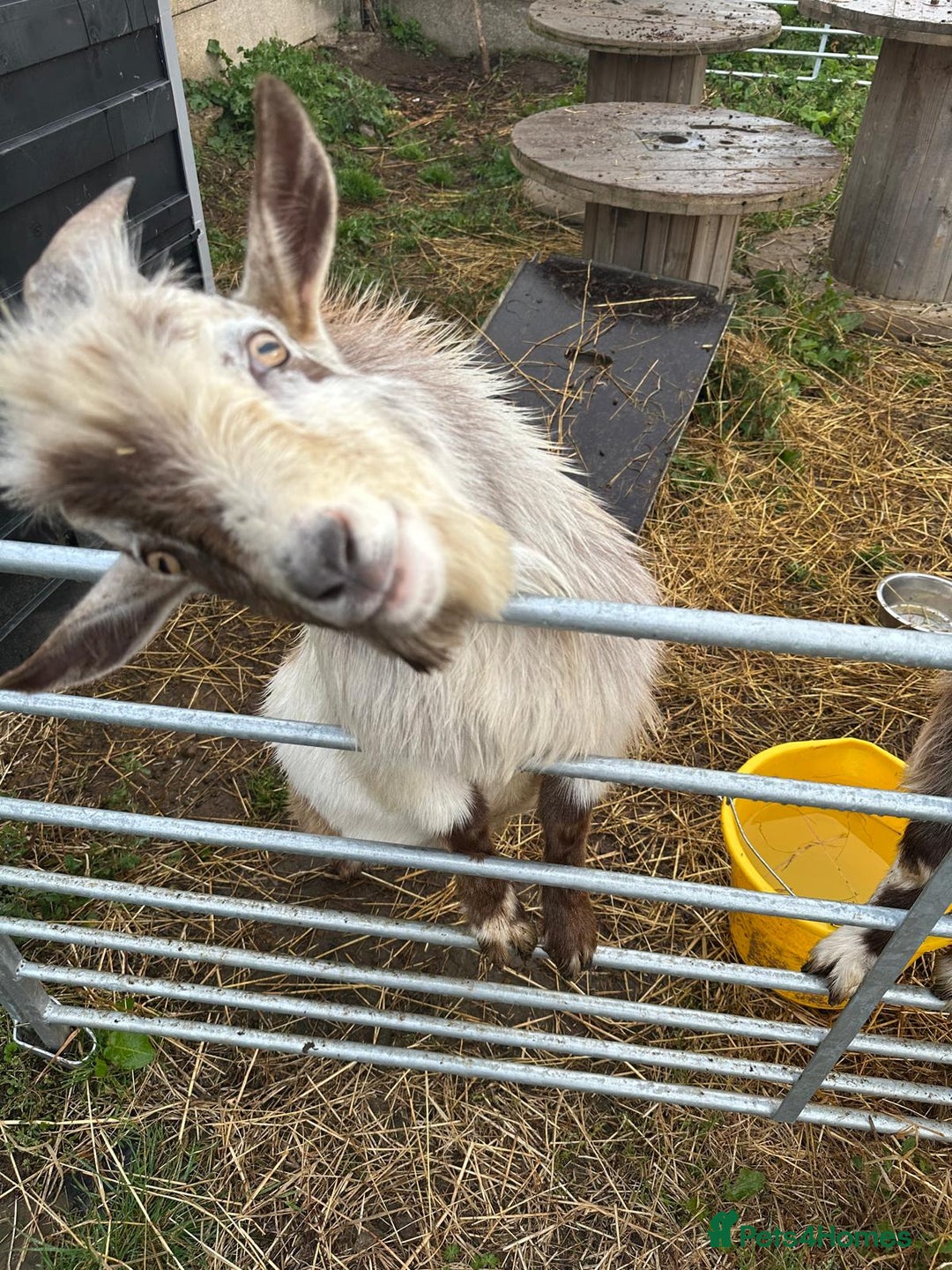 Goats livestock for sale: Male pygmy goat for sale - Image 7
