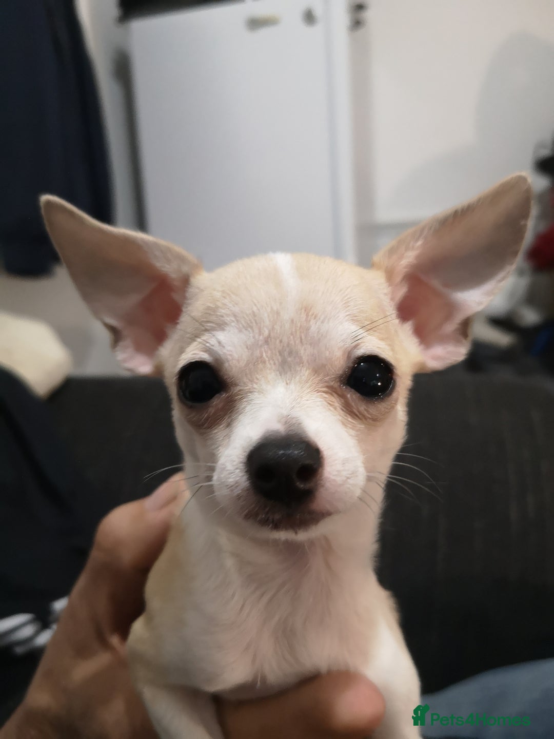 Chihuahua dogs for sale: Gorgeous tiny chibuahuas - Image 15
