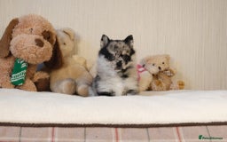 Pomsky dogs for sale: 5 tiny toy pomsky pups - Image 5