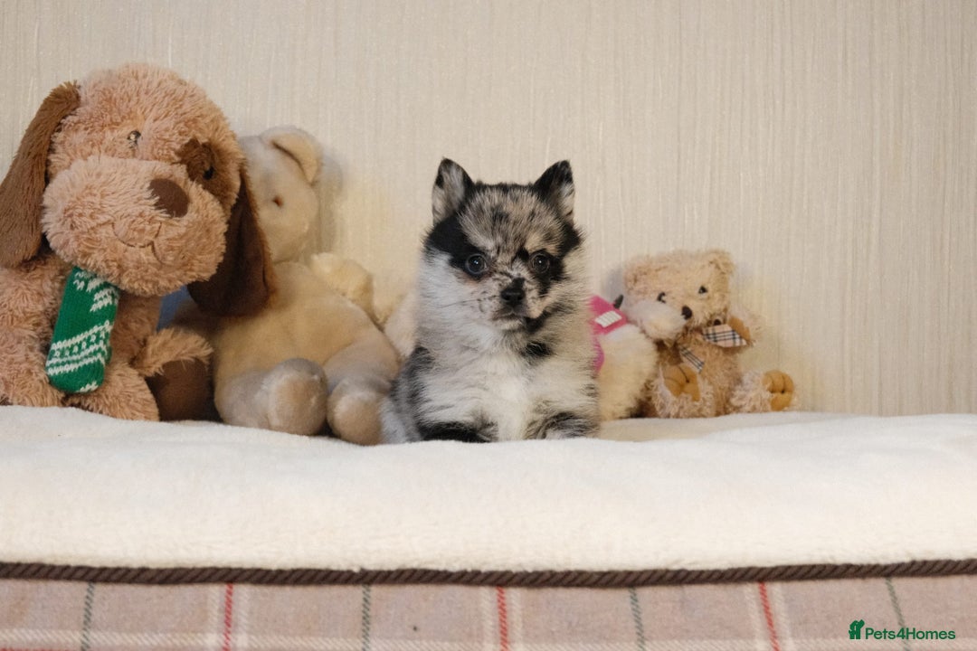 Pomsky dogs for sale: 5 tiny toy pomsky pups - Image 5