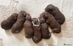 Bordoodle dogs for sale: OUTSTANDING *TRI COLOUR* MINIATURE BORDOODLES - Image 12
