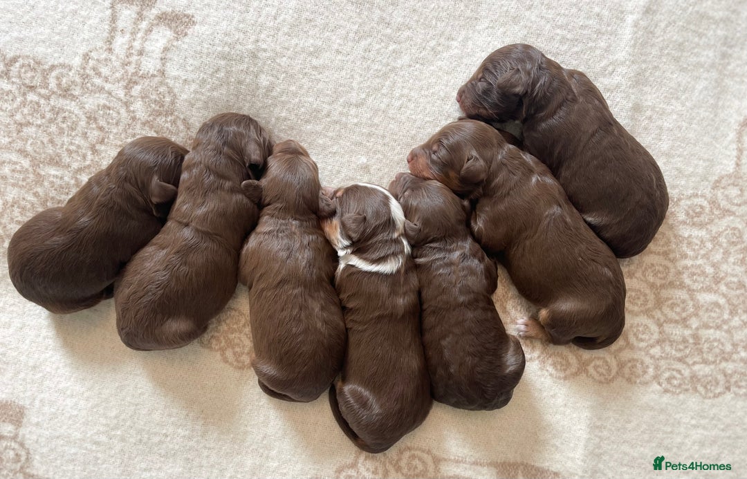 Bordoodle dogs for sale: OUTSTANDING *TRI COLOUR* MINIATURE BORDOODLES - Image 12