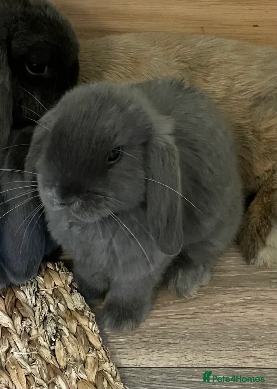 Mini Lop rabbits for sale: 2 Baby Mini Lops Worcestershire Malvern £50 in Malvern - Advert 15