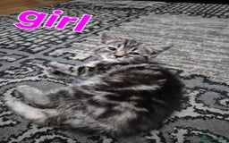 British Shorthair cats for sale: Bsh×snowleopard bengals in Manchester - Image 8