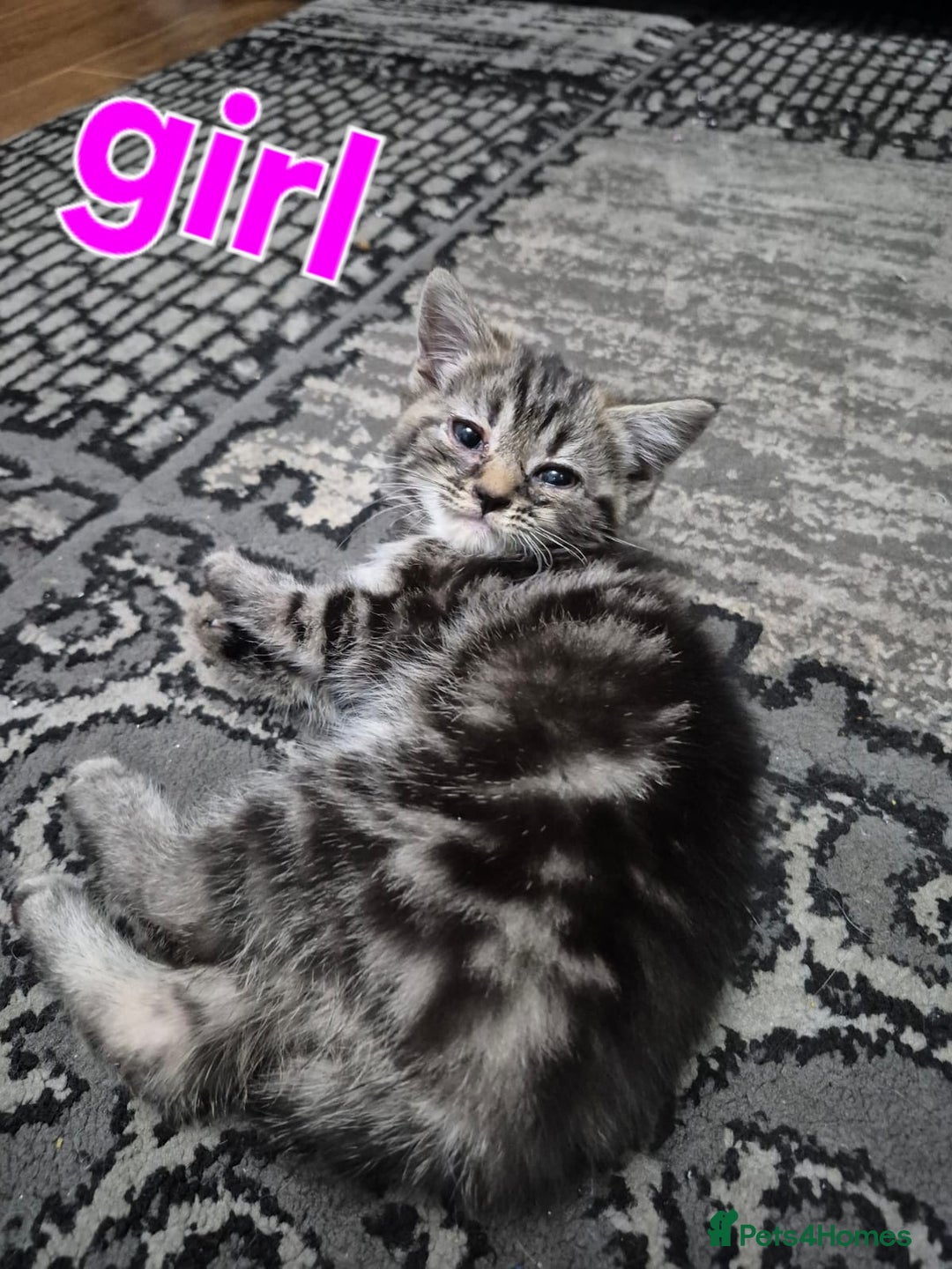 British Shorthair cats for sale: Bsh×snowleopard bengals in Manchester - Image 8