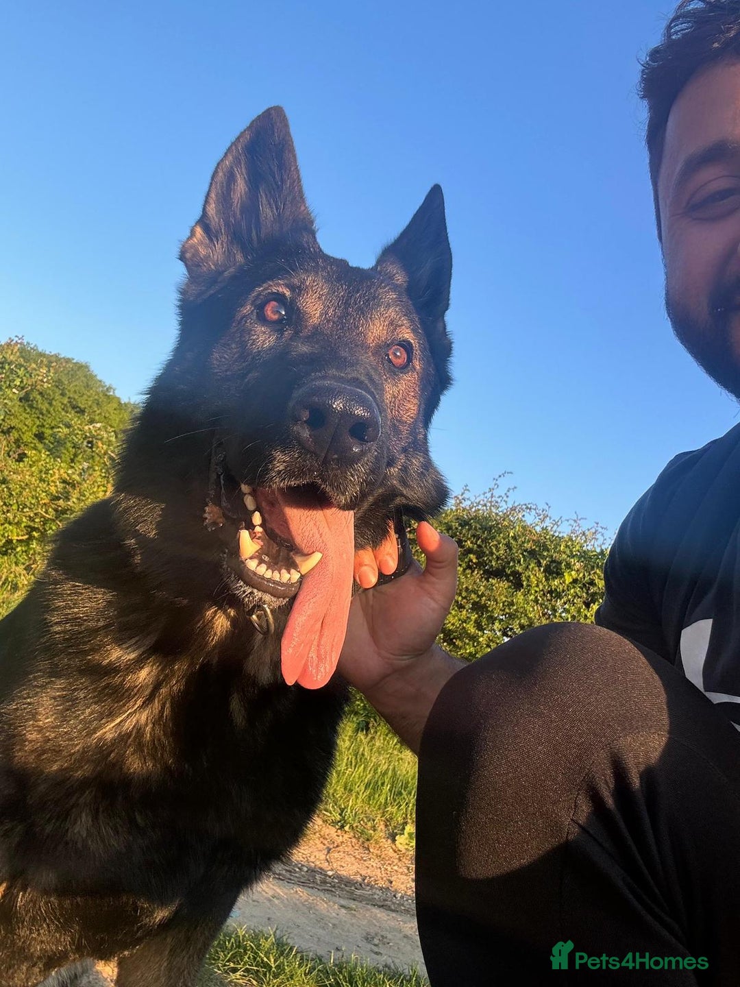 German Shepherd dogs for stud: CZ IMP SABLE Pedigree German Shepherd in London - Advert 12