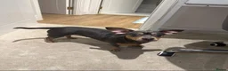 Dachshund dogs for sale: Freach bulldog x Dachhound - Advert 1