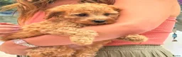 Cavapoo dogs for sale: A Bundle of Cuddles and Happiness-Cavapoo Puppies in Leeds - Advert 4
