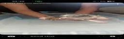 American Bully dogs for sale: American pocket bully’s  - Advert 8