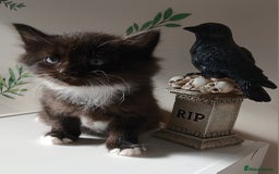 British Longhair cats for sale: 5 kitten - Image 5