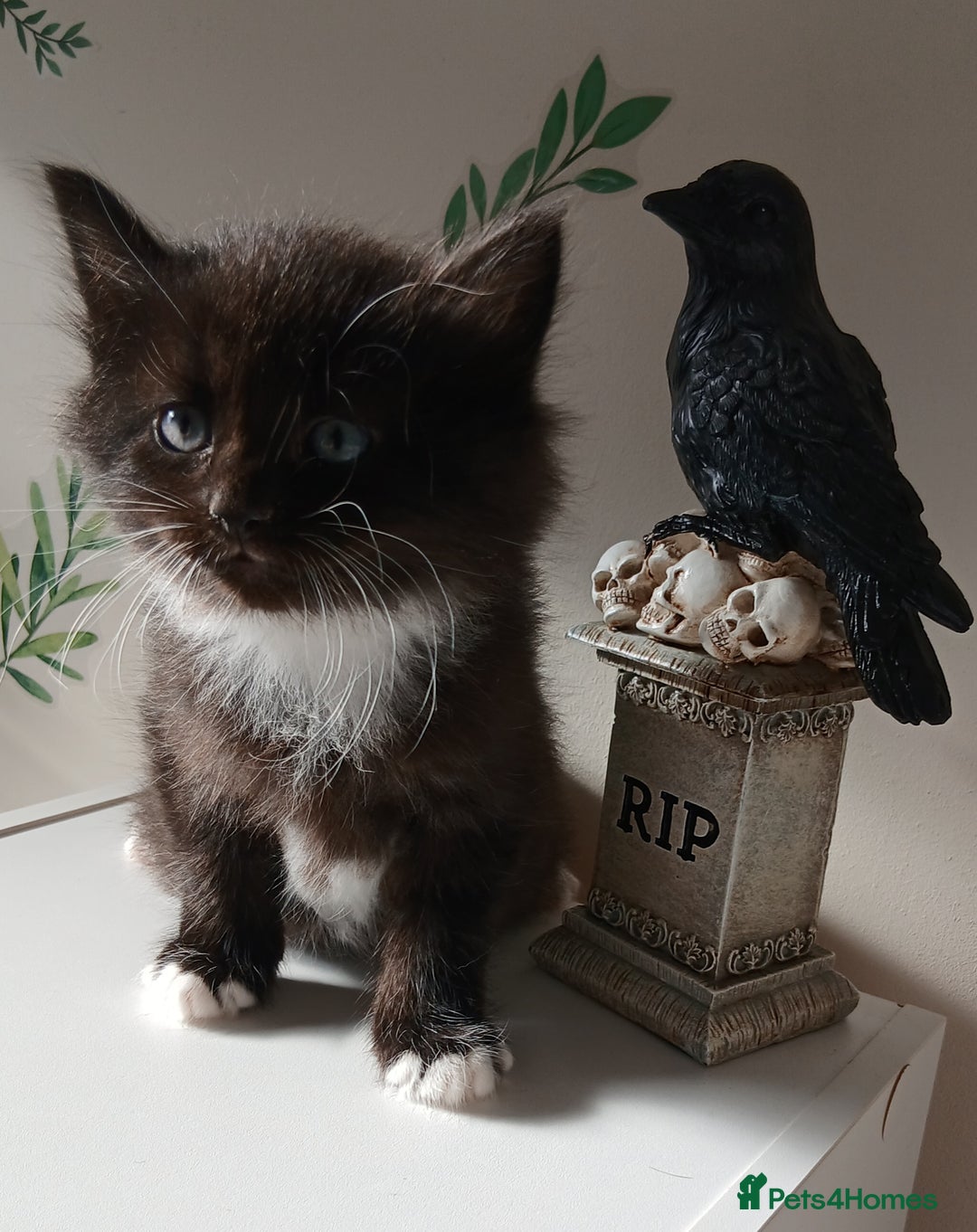 British Longhair cats for sale: 5 kitten - Image 5