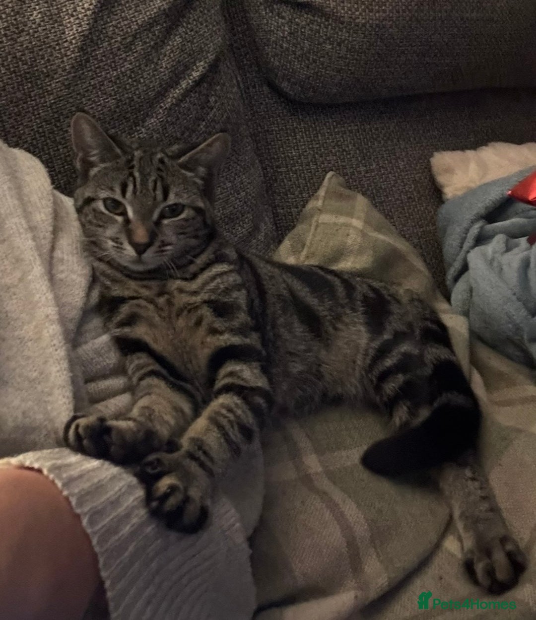 Mixed Breed cats for sale: Gorgeous green eyed 7 month old tabby kitten  - Advert 6