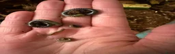 Millipedes invertebrates for sale: Bumblebee millipedes for sale  - Advert 6