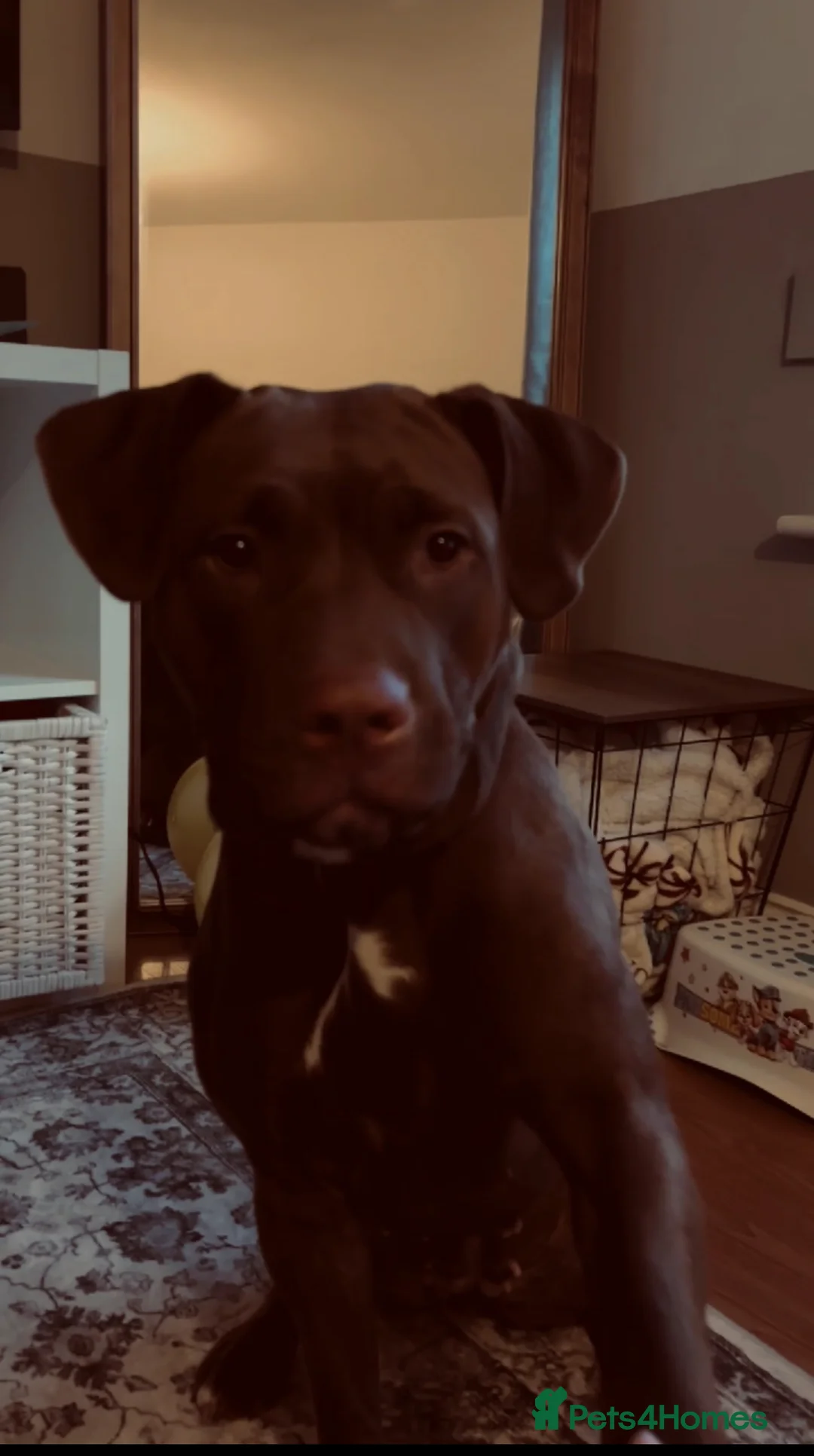 Mixed Breed dogs for sale: Staff x Lab  - Advert 2