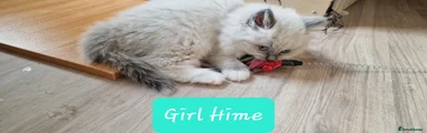 Ragdoll Kitten 4 - Hime