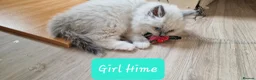 Ragdoll cats for sale: Gorgeous pure bred Ragdoll ready to leave 26 April - Advert 18