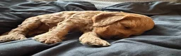 Cockapoo dogs for sale: F2 Cockapoo Female puppy  - Advert 6