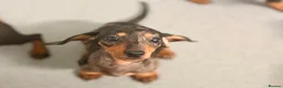 Miniature Dachshund dogs for sale: Four beautiful miniature dachshund puppies  - Advert 4