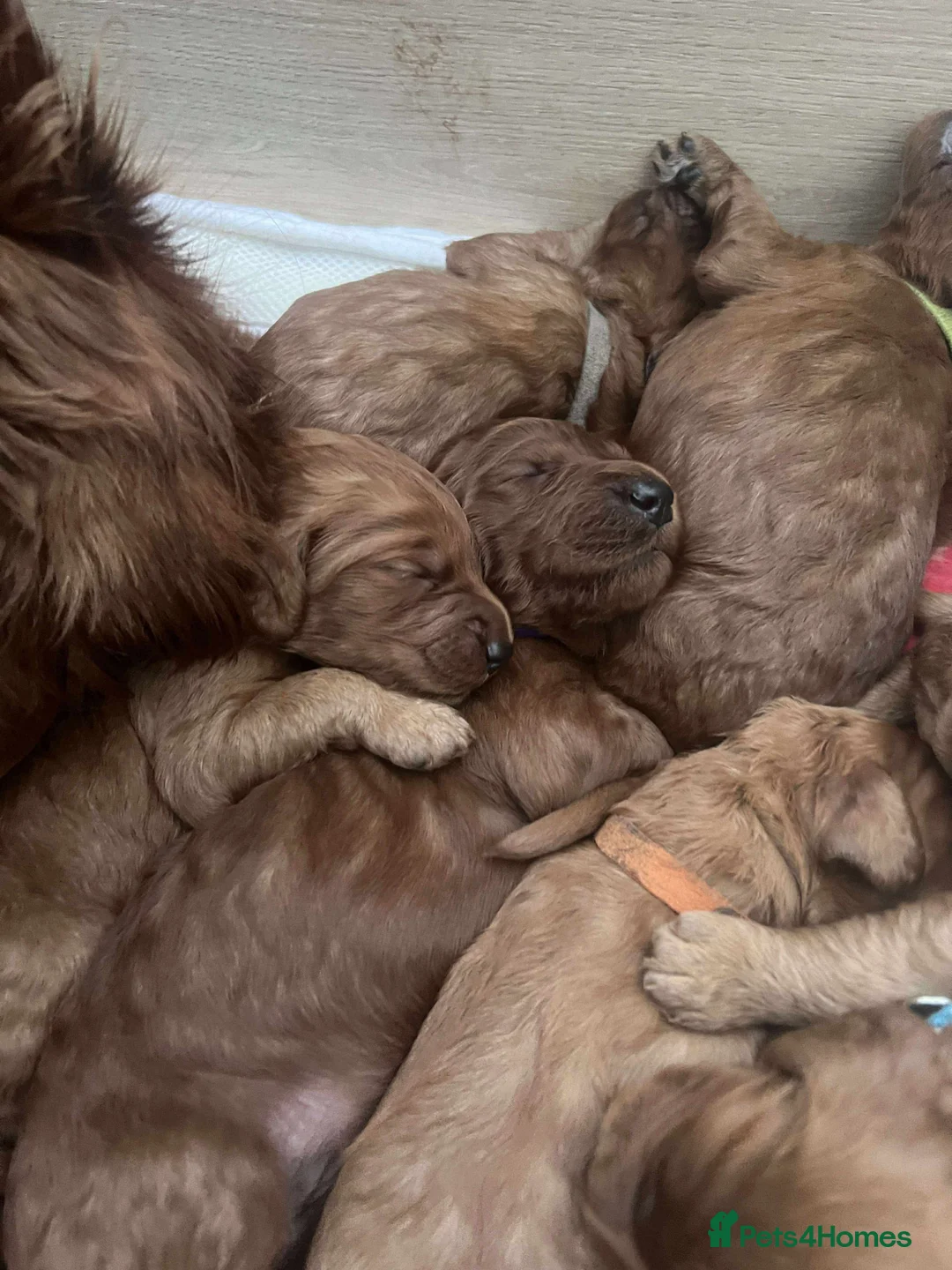 Irish Doodle dogs for sale: Stunning Irish Doodle Puppies F1 - Advert 1