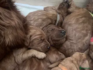 Irish Doodle dogs Stunning Irish Doodle Puppies F1 - Advert 14