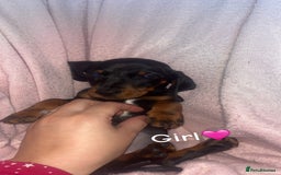 Dachshund dogs for sale: Miniature dachshund puppies - Image 6
