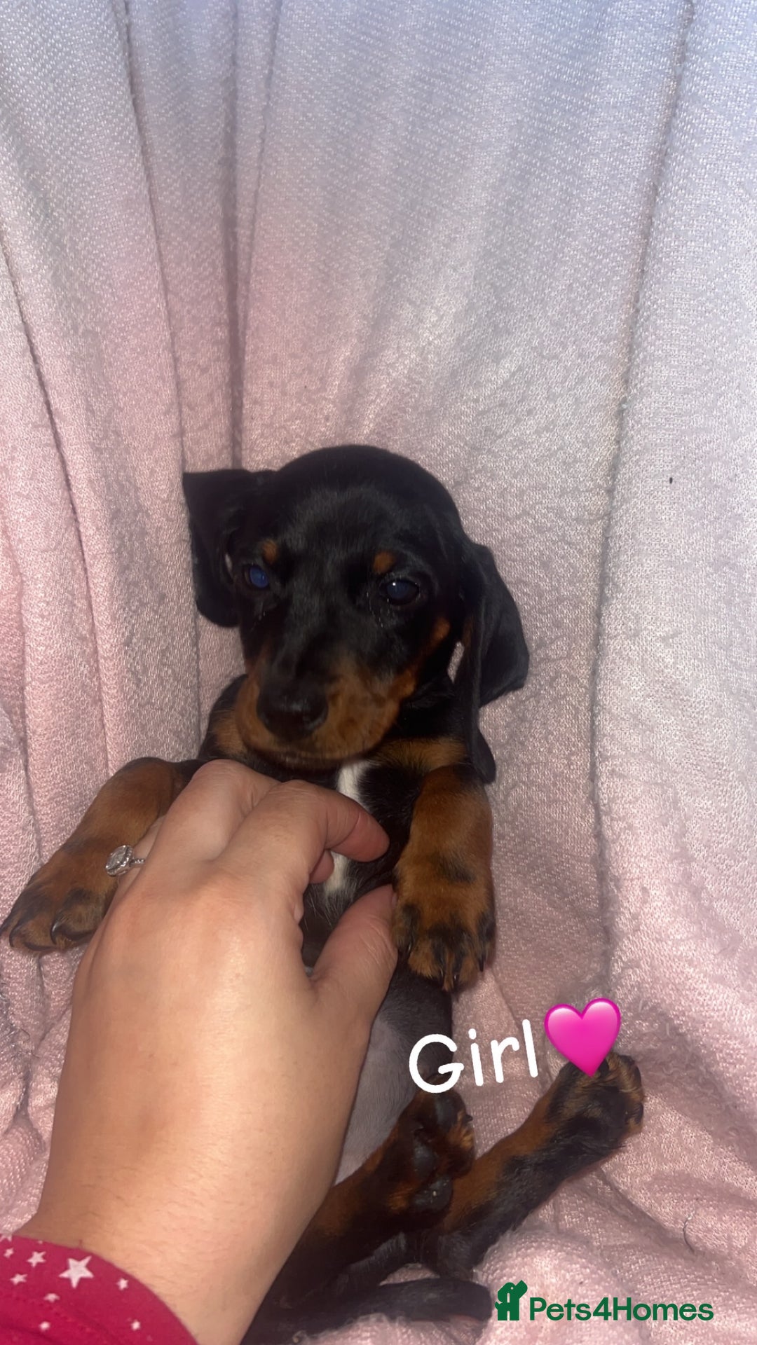 Dachshund dogs for sale: Miniature dachshund puppies - Image 6
