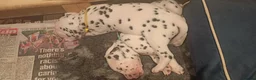 Dalmatian dogs for sale: Beautiful dalmatian puppies - Advert 12