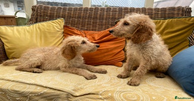 Irish Doodle dogs - Advert 8