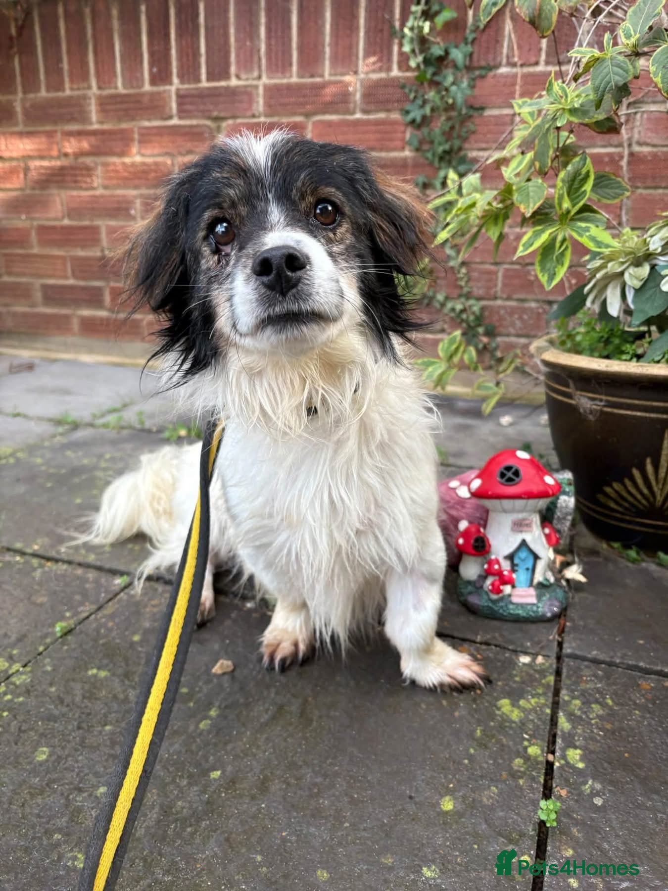 Mixed Breed dogs for adoption: Rocky - Swaffham Norfolk  - Advert 2