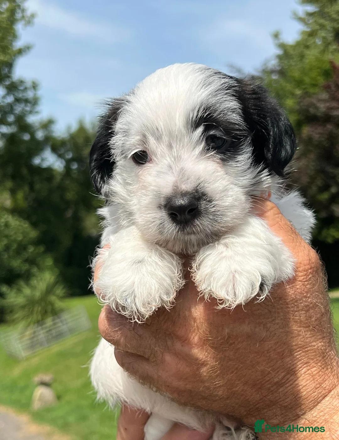 Gallery Image {{count}}