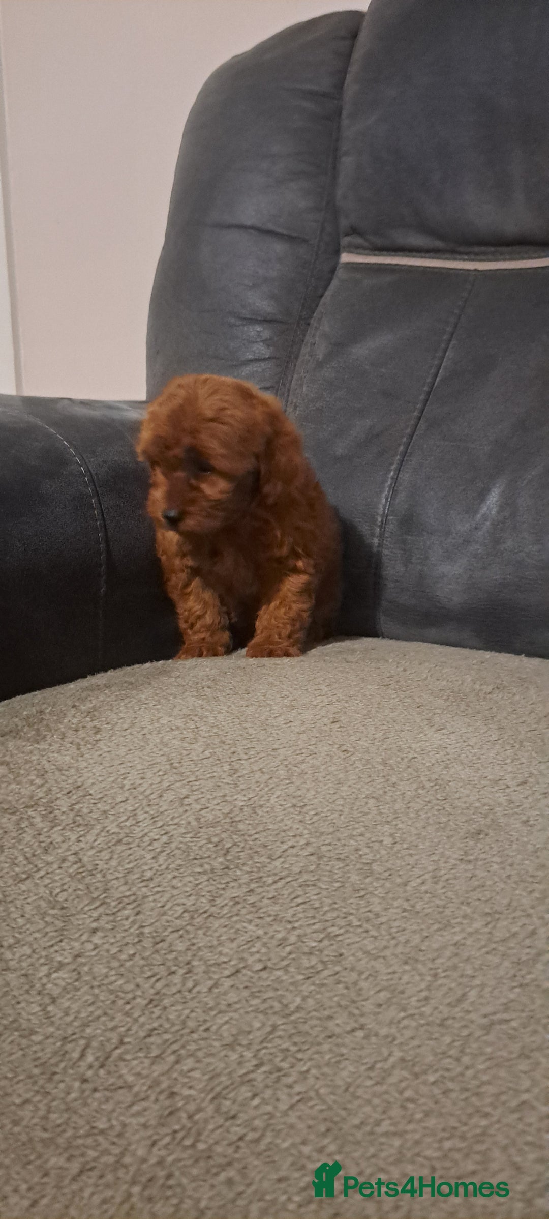 Toy Poodle dogs for sale: Toy poodle - Advert 10