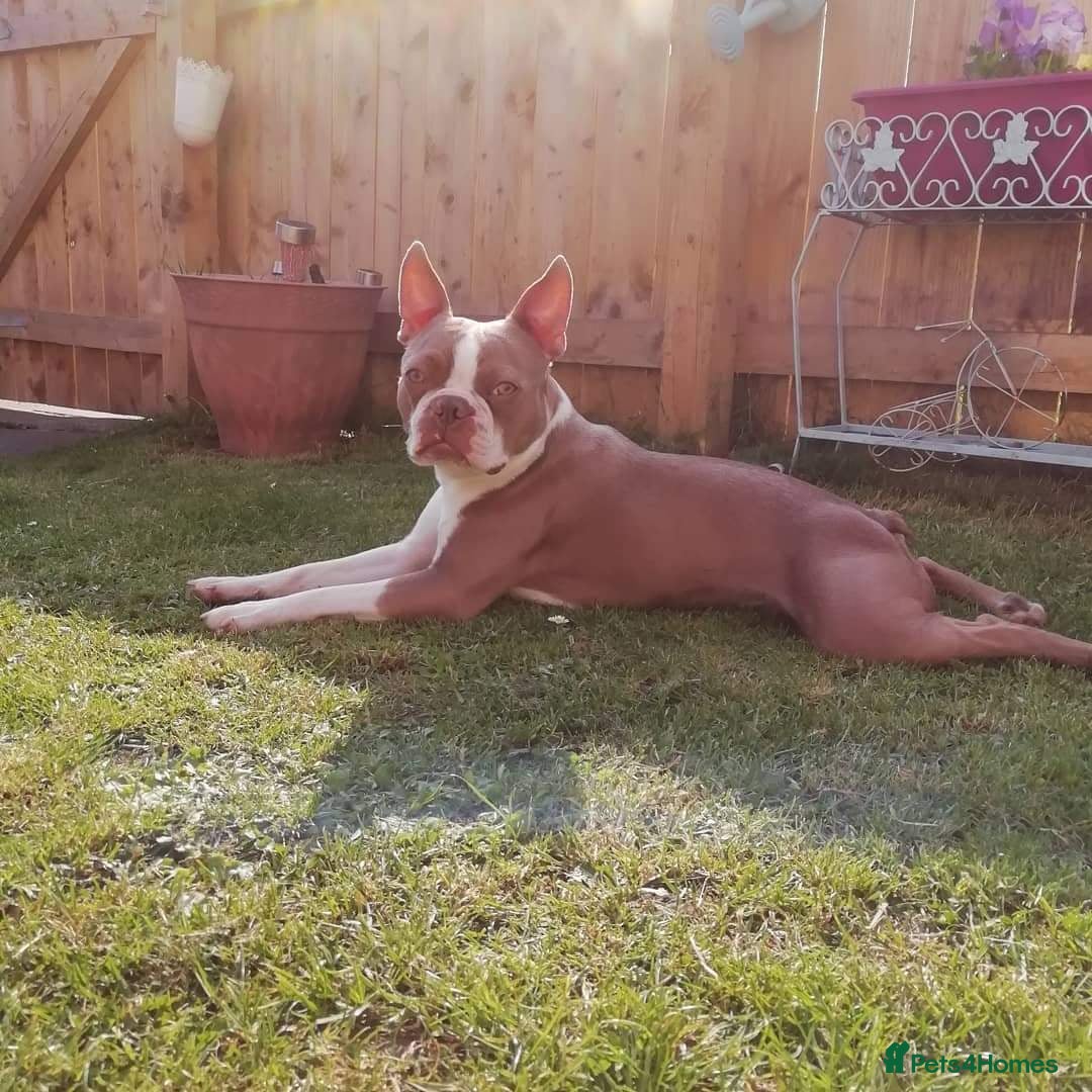 Boston Terrier dogs for stud: Beautiful  champagne Boston terrier stud(proven) in Houghton le Spring - Image 6