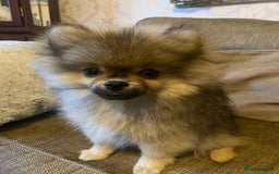 Pomeranian dogs for sale: KC Registered Russian Blood Line Pomeranian pups in Tipton - Image 29