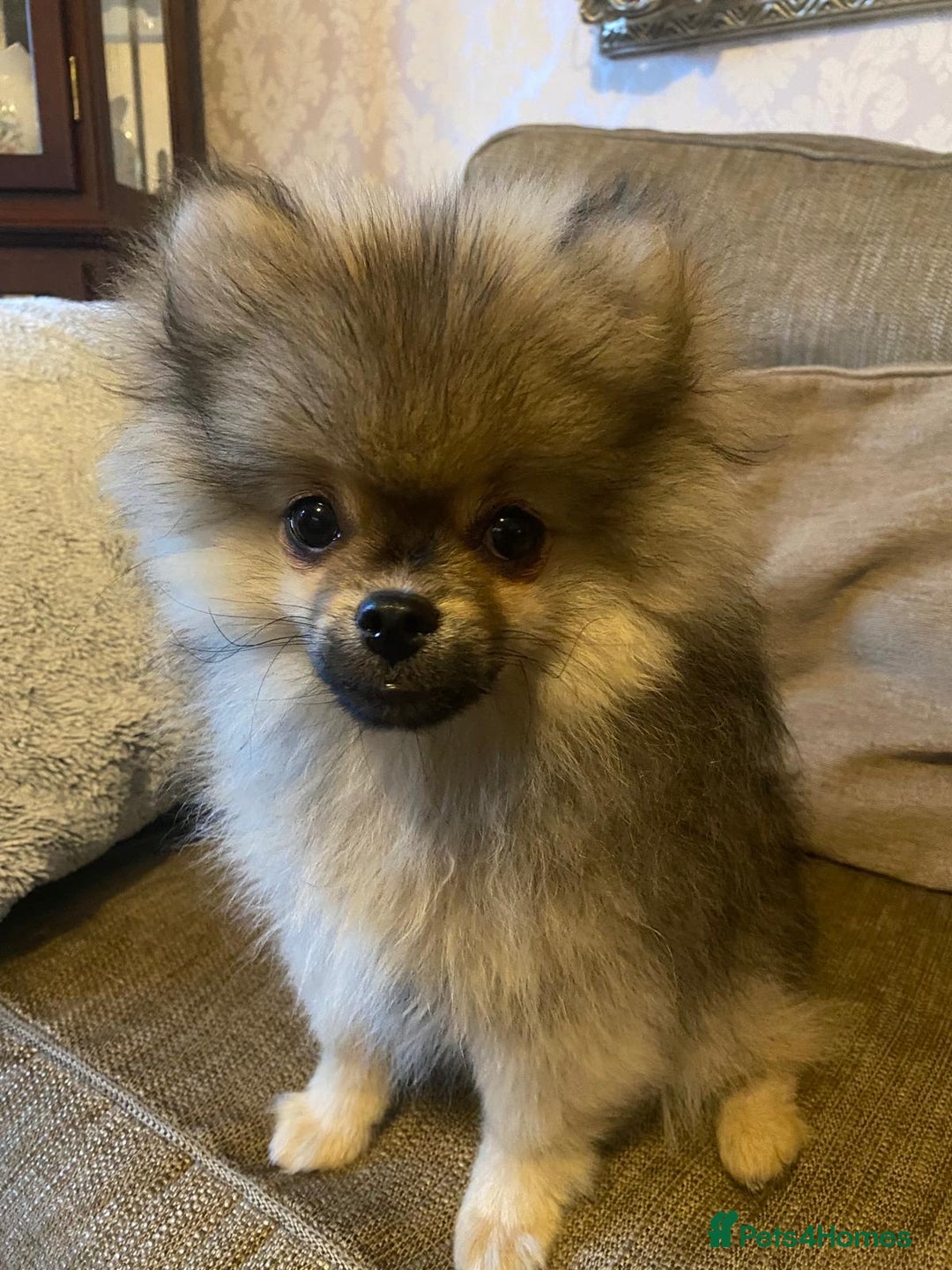 Pomeranian dogs for sale: KC Registered Russian Blood Line Pomeranian pups in Tipton - Image 29