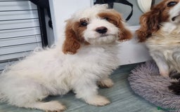 Cavapoo dogs for sale: F1 Cavapoo puppies - Image 5