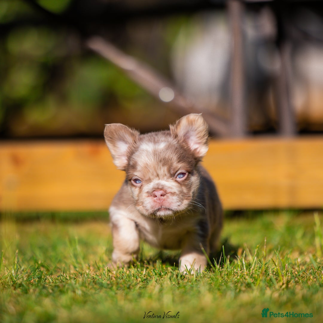 French Bulldog dogs for sale: Quality Visual Fluffy French Bulldog Pups!  - Image 7