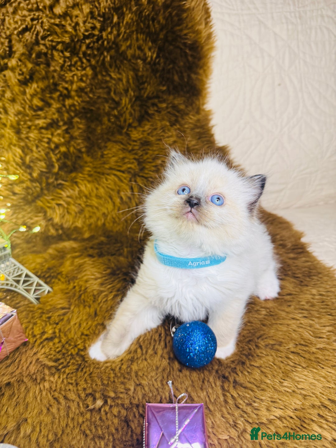 Ragdoll cats for sale: GCCF Pure Ragdoll Seal/Blue Point Lynx Mitted - Advert 35