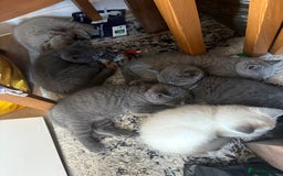 British Shorthair cats for sale: BSH Blue, White rare, Cream, Grey adorable kittens - Image 10