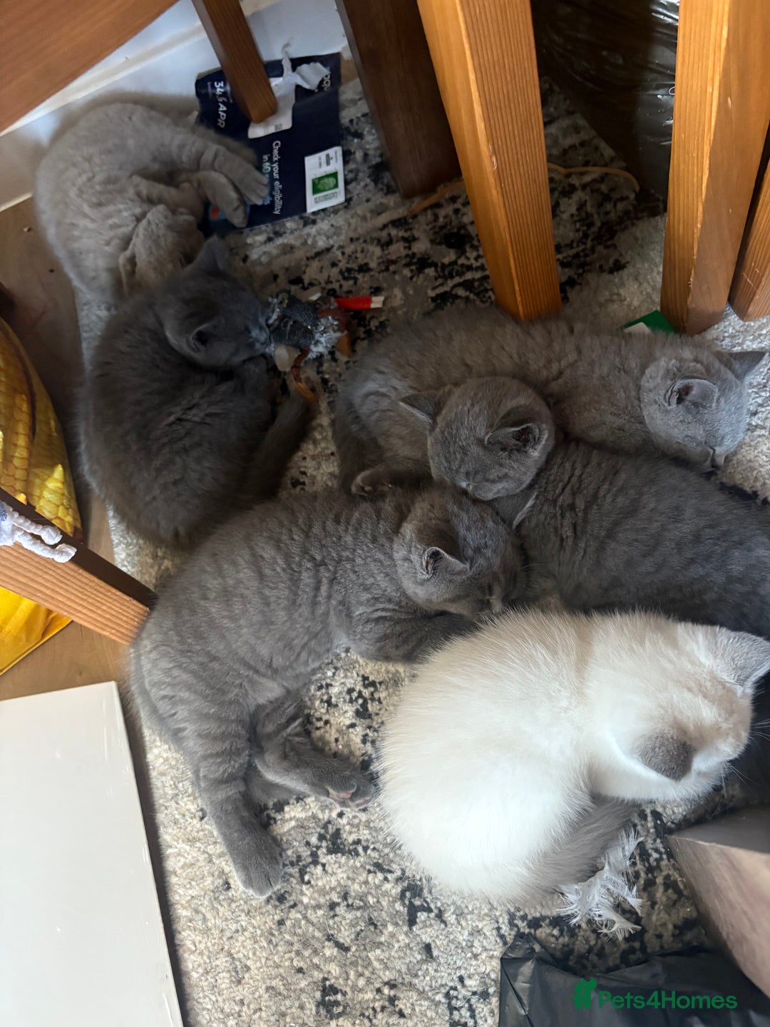 British Shorthair cats for sale: BSH Blue, White rare, Cream, Grey adorable kittens - Image 10