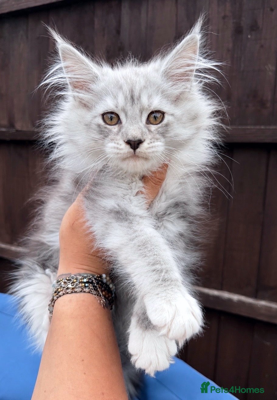 Maine Coon cats Maine Coons with Tests, Papers, Vet Checks & Vacc. - Advert 15