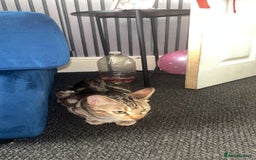 Bengal cats for sale: Begal named sahara  - Image 3
