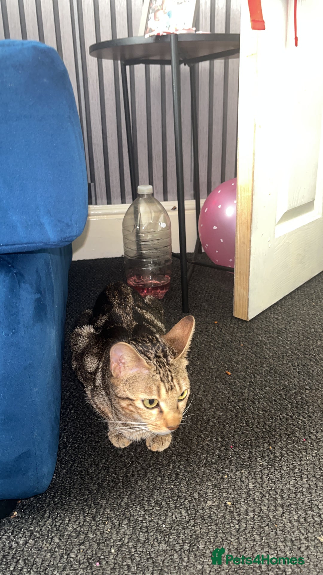 Bengal cats for sale: Begal named sahara  - Image 3