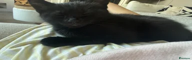 Mixed Breed Kitten 4