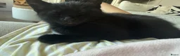Mixed Breed cats for sale: 4 boy kittens  - Advert 18