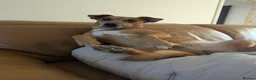 Jack Russell dogs for stud: For stud Jack Russell mix  in Southam - Advert 2