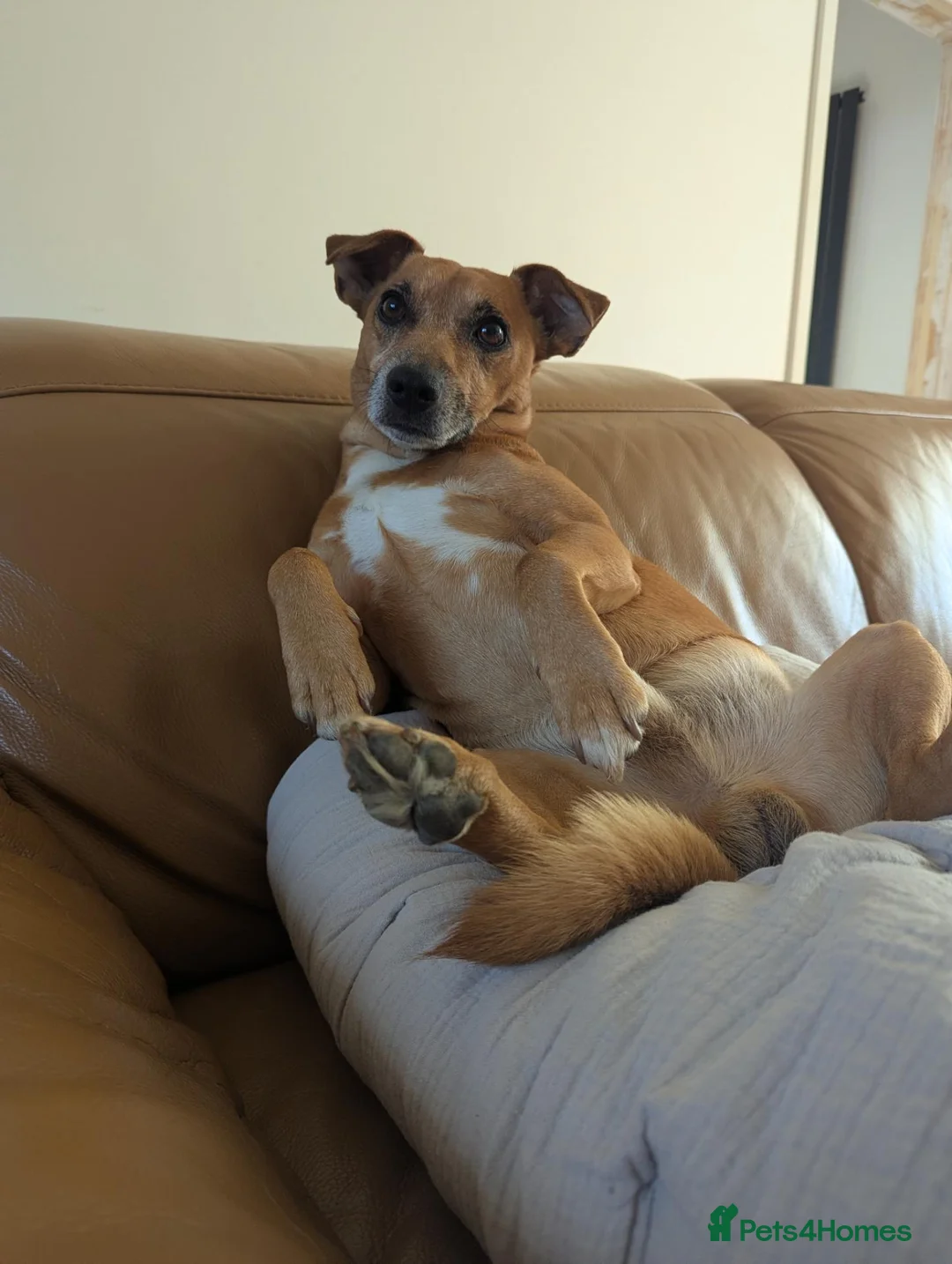 Jack Russell dogs for stud: For stud Jack Russell mix  in Southam - Advert 2