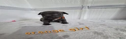 Staffordshire Bull Terrier dogs for sale: Beautiful Blue Staffies ❤️🙌 - Advert 7