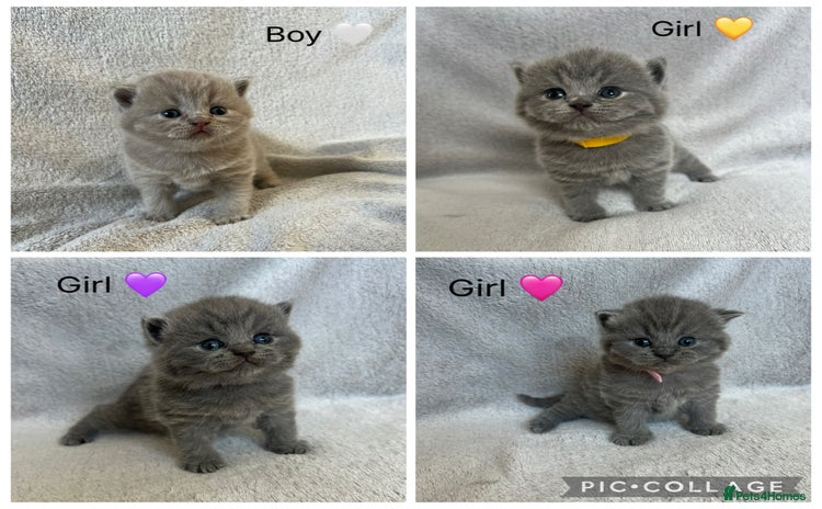 British Shorthair cats - Advert 3